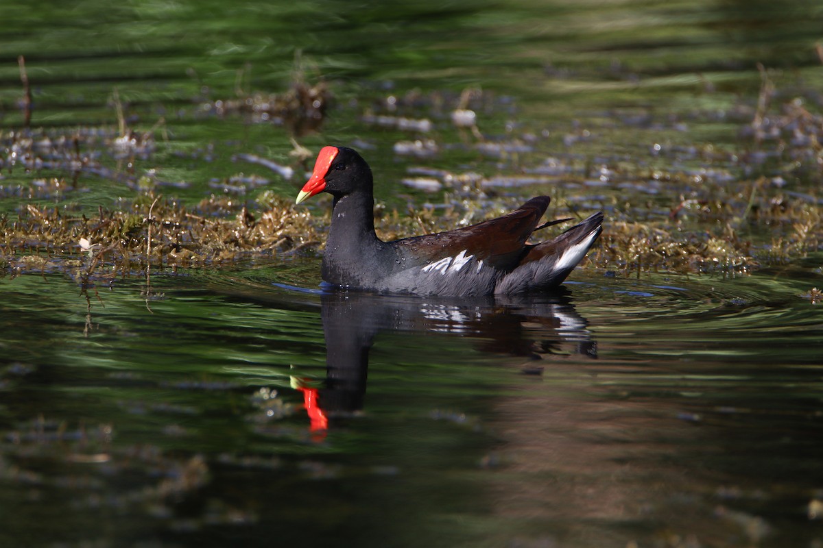 Common Gallinule - Yohn Villalta