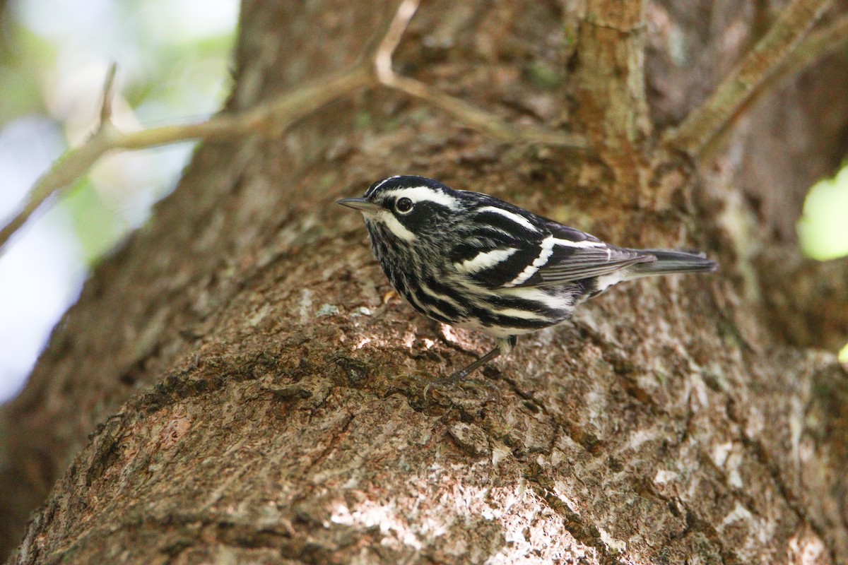 Black-and-white Warbler - ML618090987