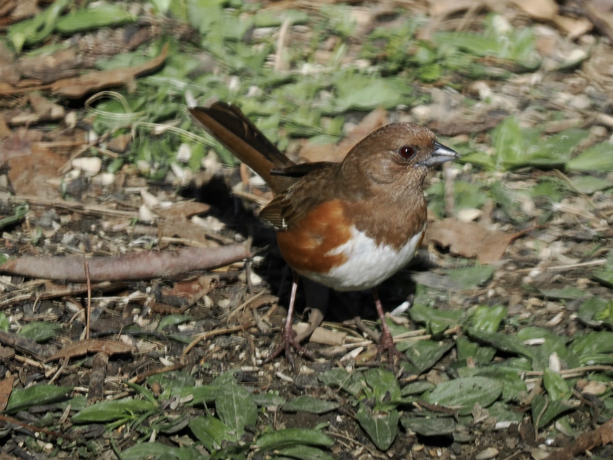 Eastern Towhee - ML618090999