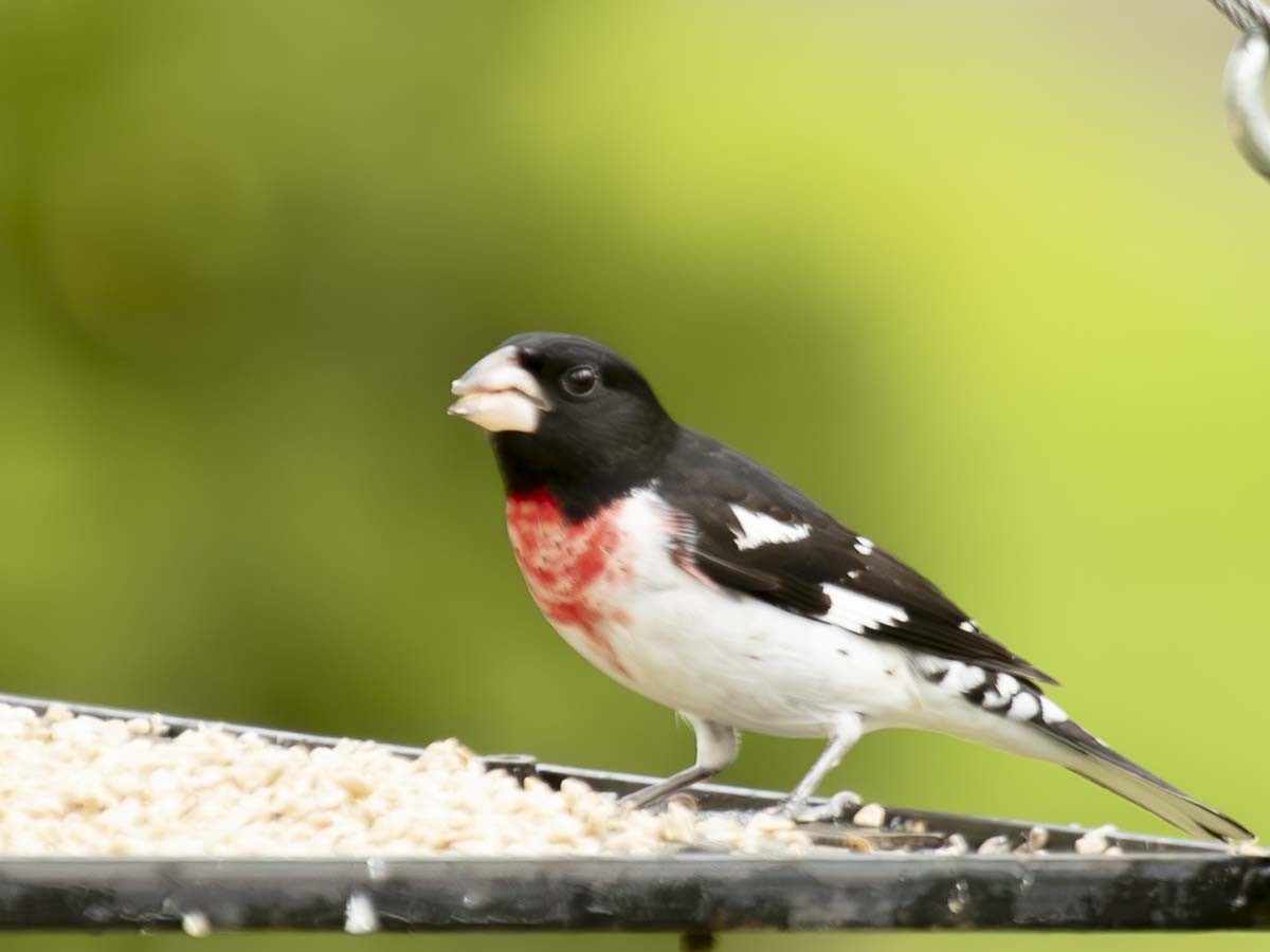 Rose-breasted Grosbeak - Mark Plessner