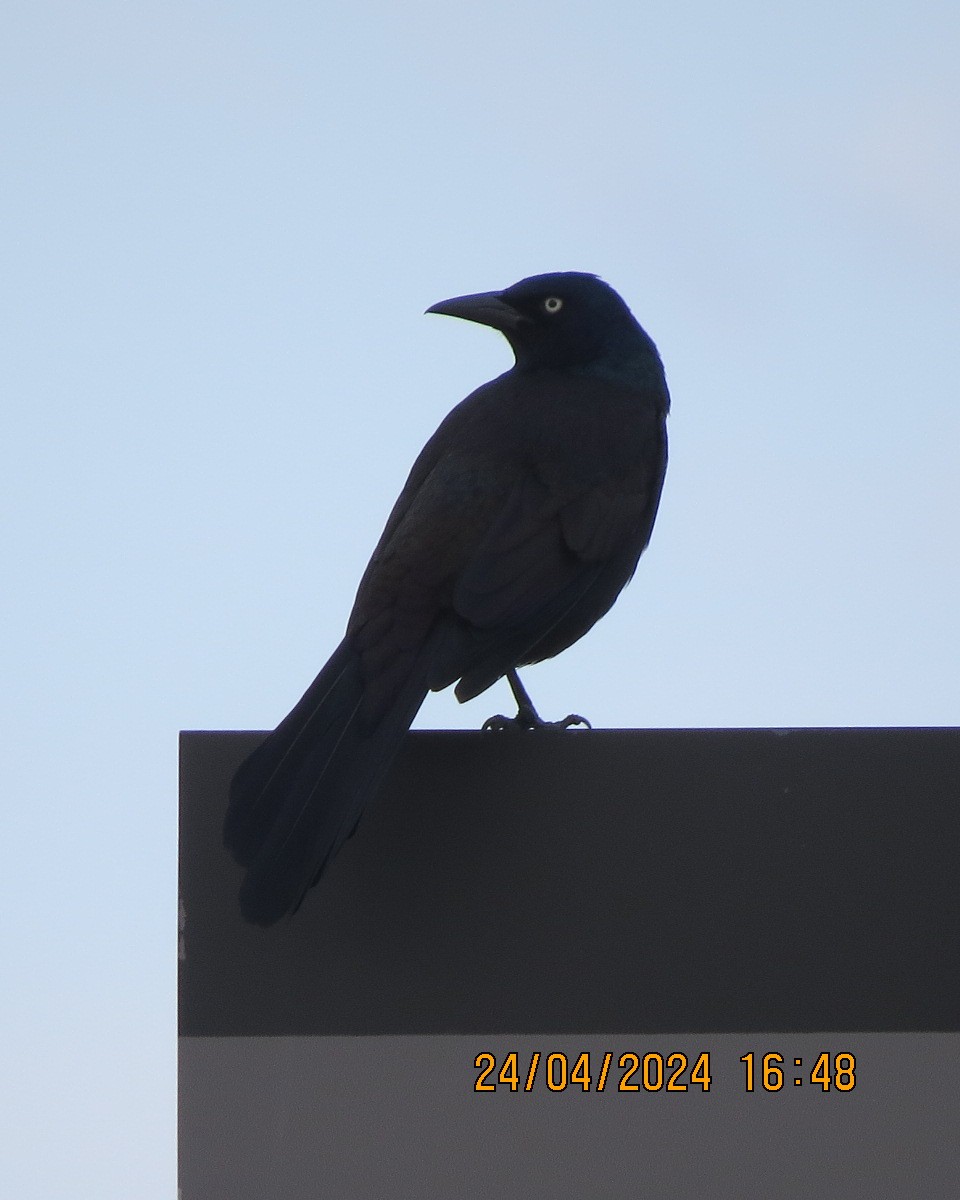 Common Grackle - Gary Bletsch