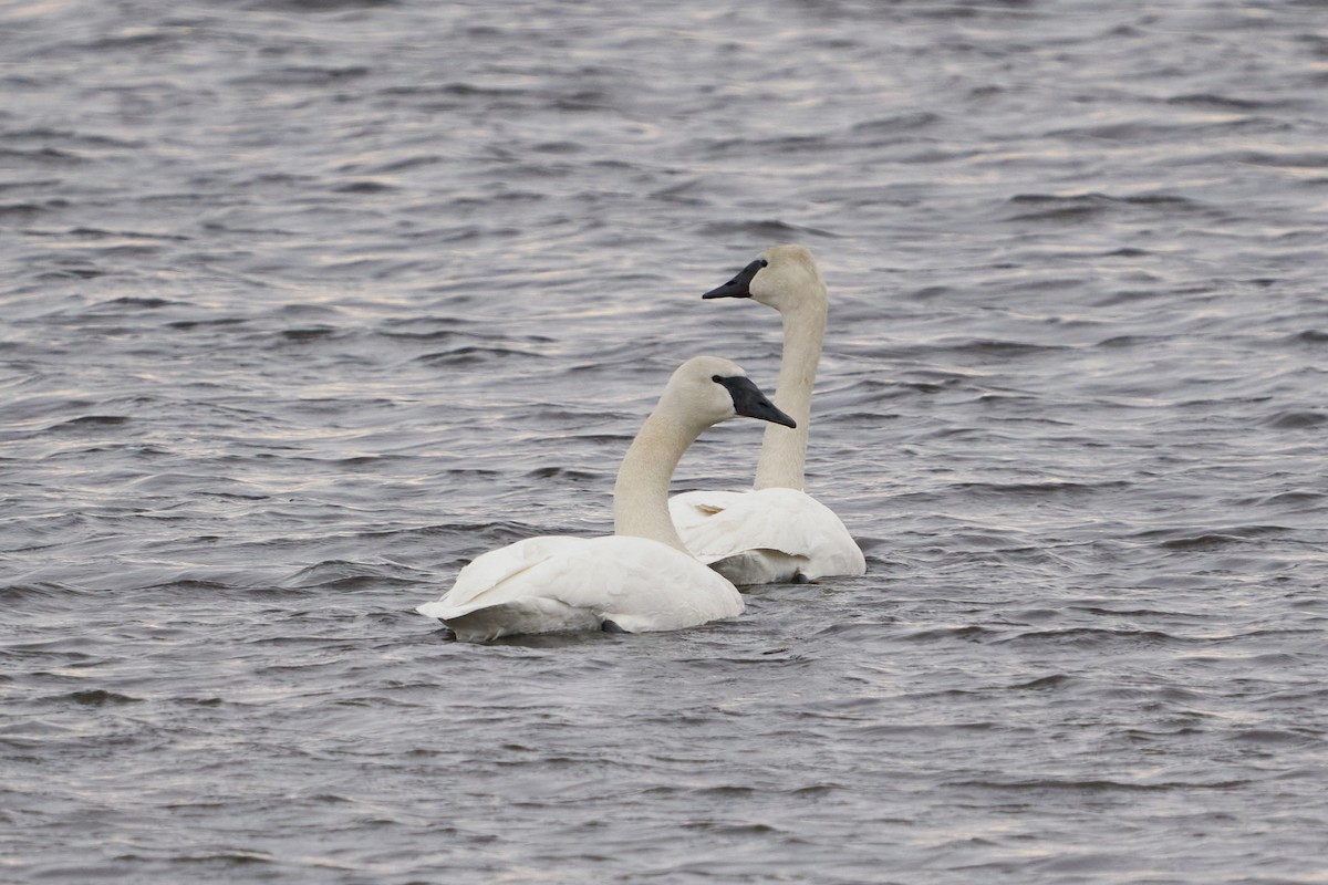 Trumpeter Swan - Dominique Genna