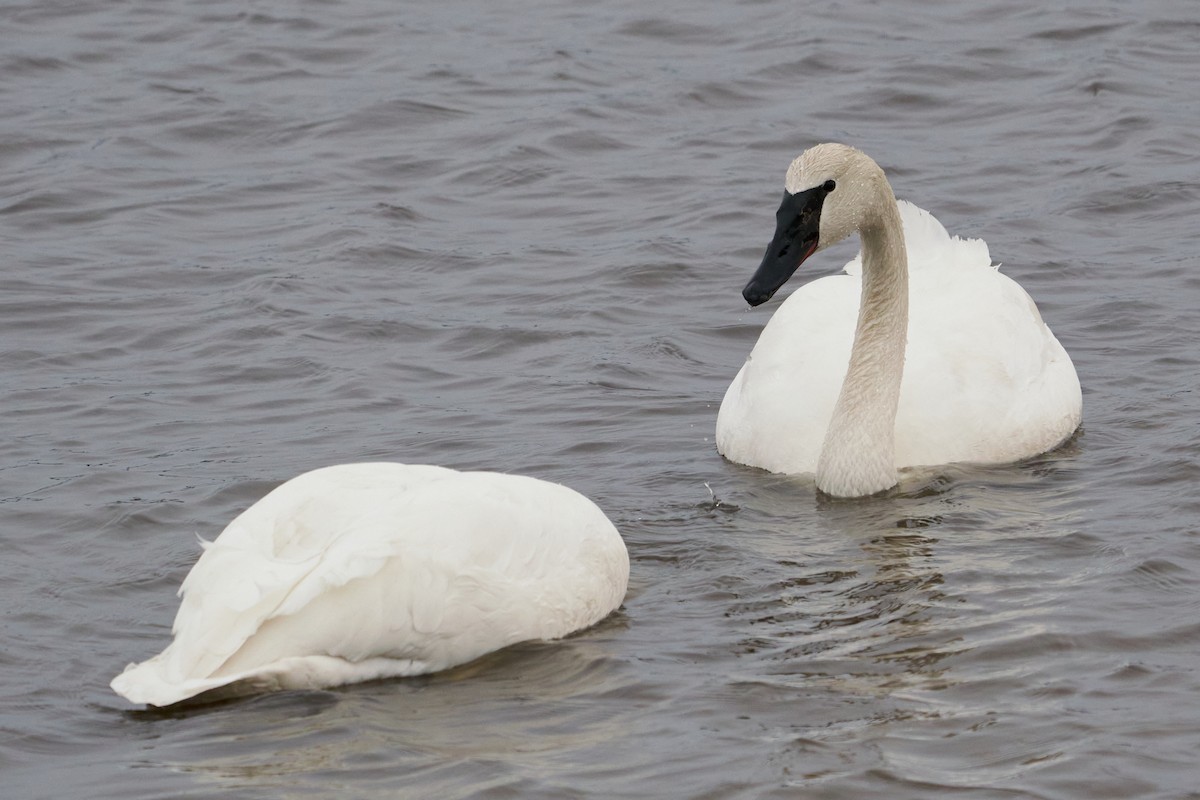 Trumpeter Swan - Dominique Genna