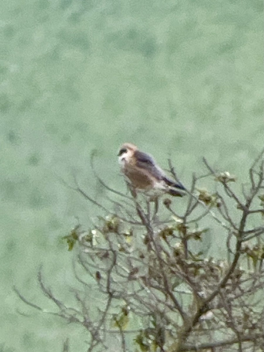 Red-footed Falcon - Michael Schwarz