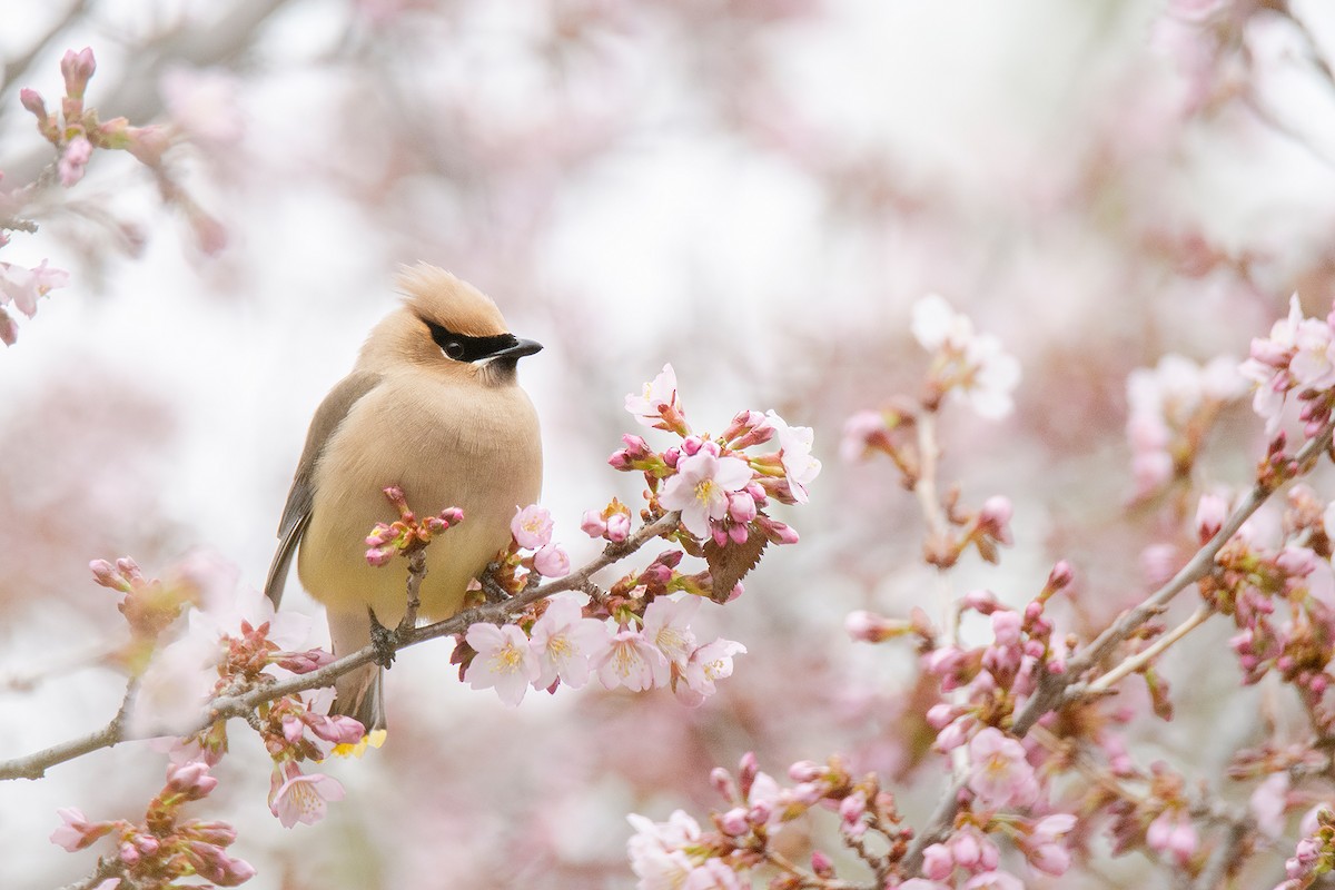 Cedar Waxwing - Andrew Sonea