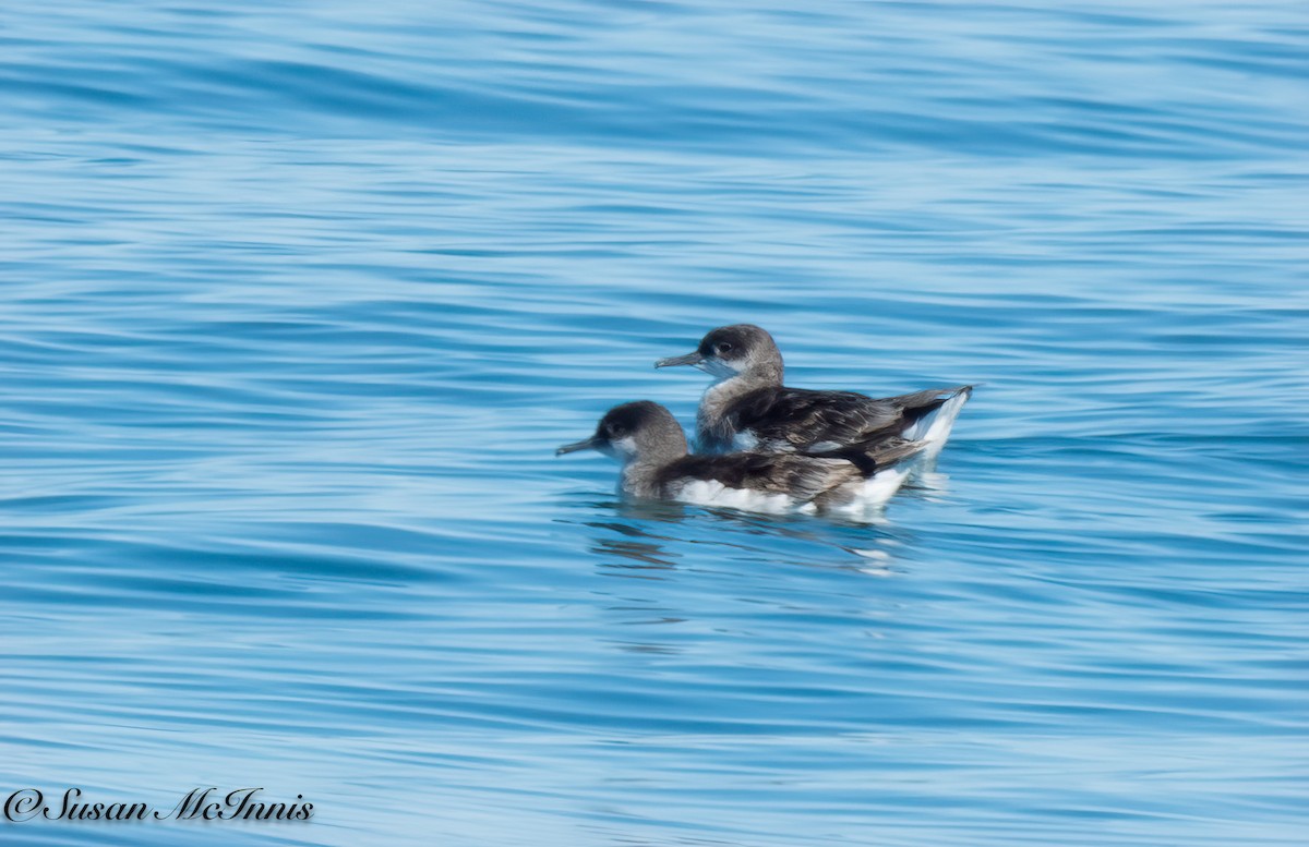 Fluttering Shearwater - ML618091061