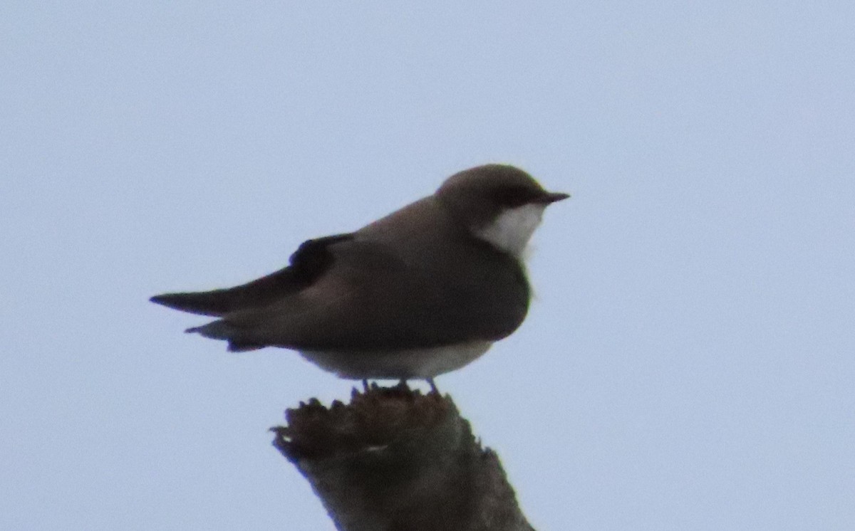 Tree Swallow - Tammy Elizabeth