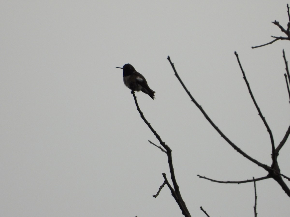 Black-chinned Hummingbird - ML618091102