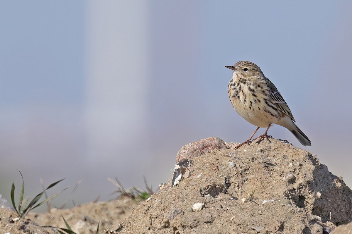 Meadow Pipit - ML618091110