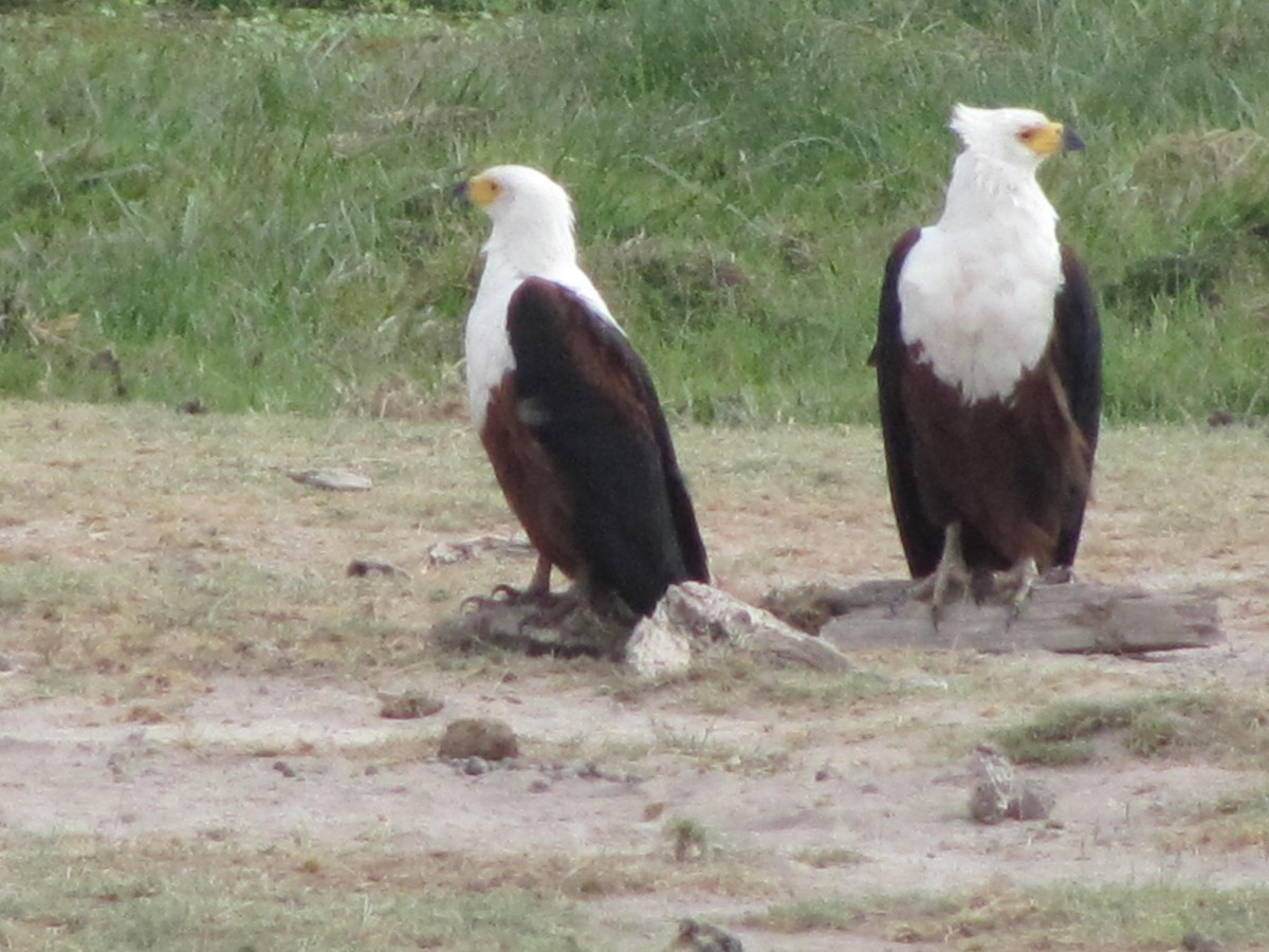 African Fish-Eagle - Marco Costa