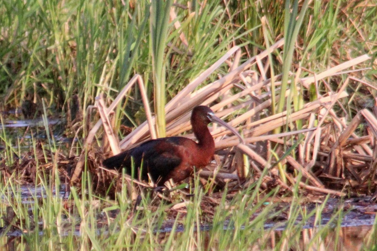 Glossy Ibis - ML618091132