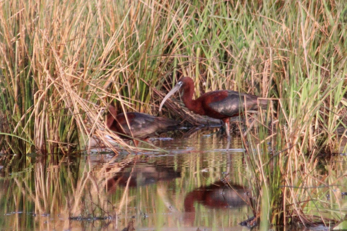 Glossy Ibis - ML618091133