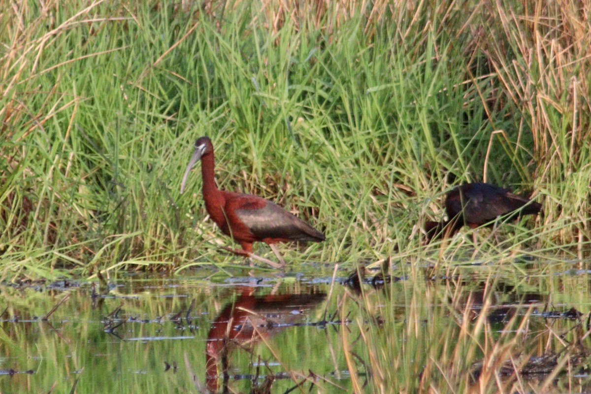 Glossy Ibis - ML618091134