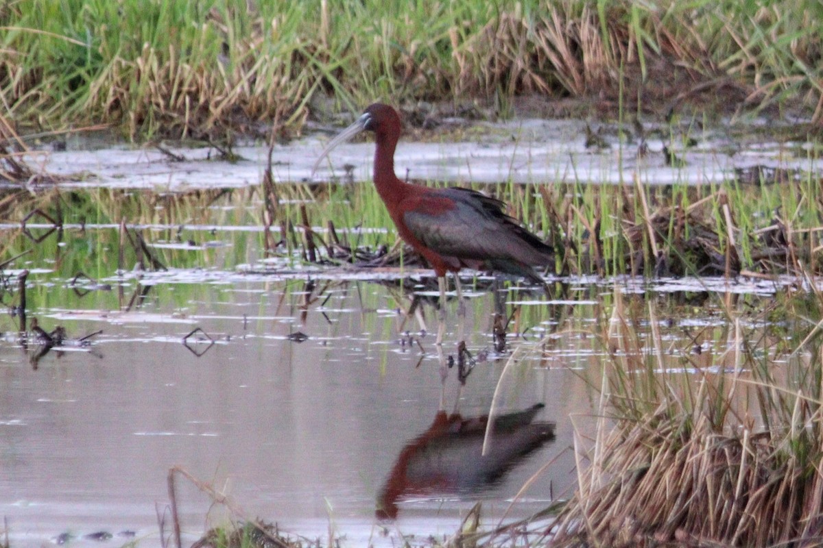 Glossy Ibis - ML618091135