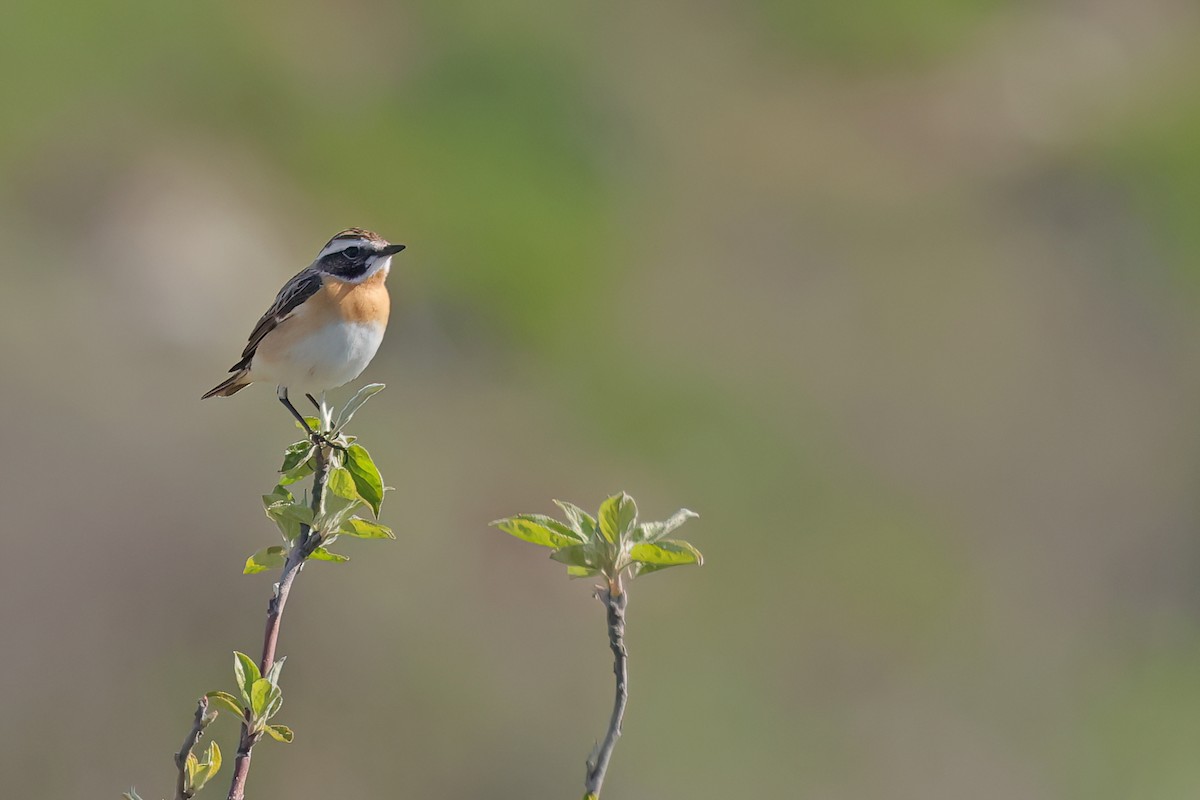 Whinchat - ML618091136