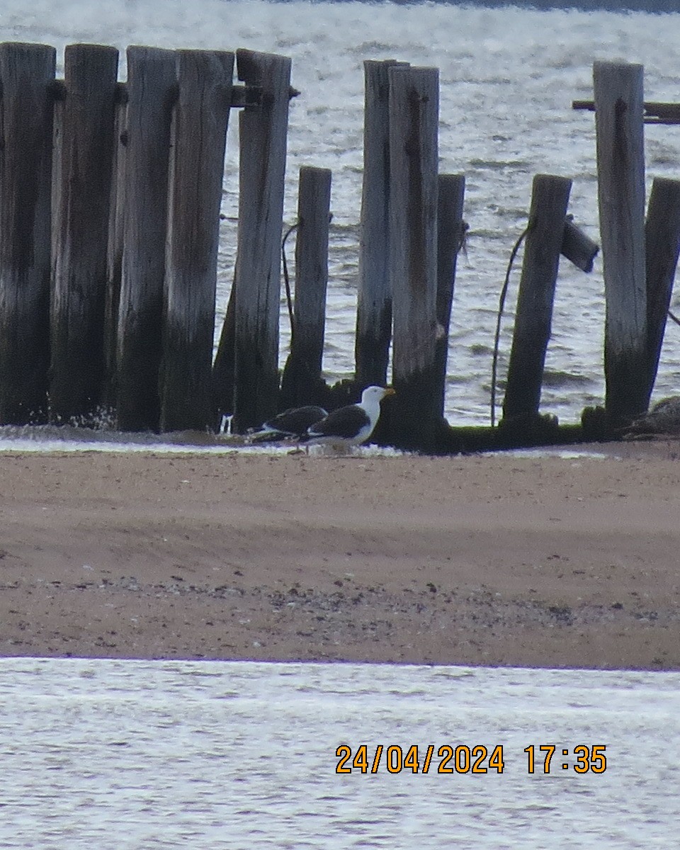 Great Black-backed Gull - ML618091137