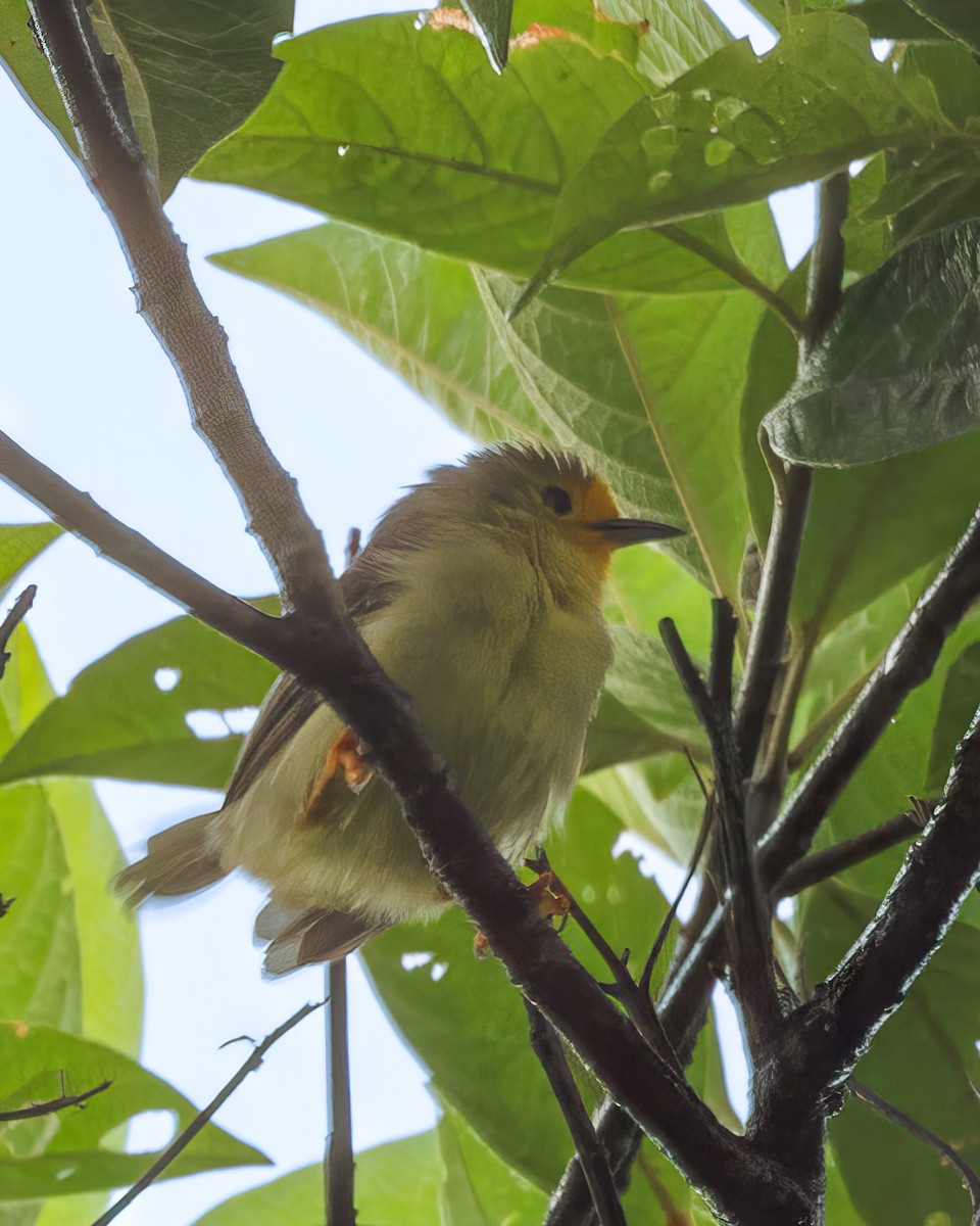 Orange-fronted Plushcrown - Per Smith