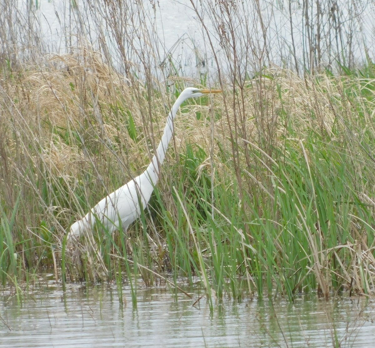 Great Egret - Laurie White