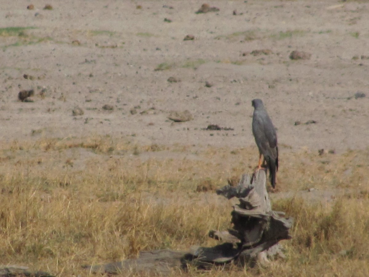 Eastern Chanting-Goshawk - Marco Costa