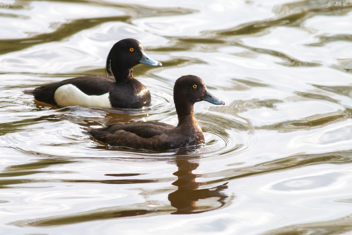 Tufted Duck - ML618091166