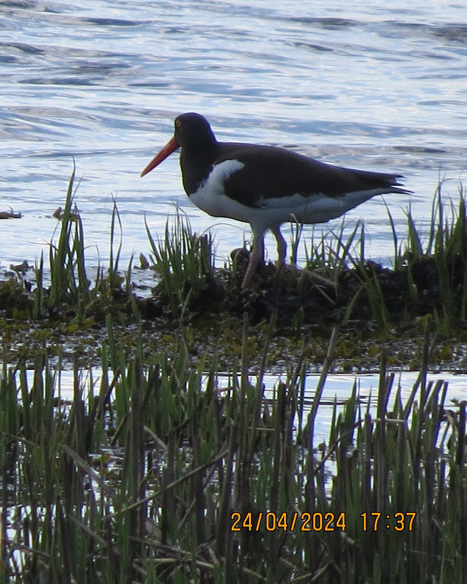 American Oystercatcher - Gary Bletsch