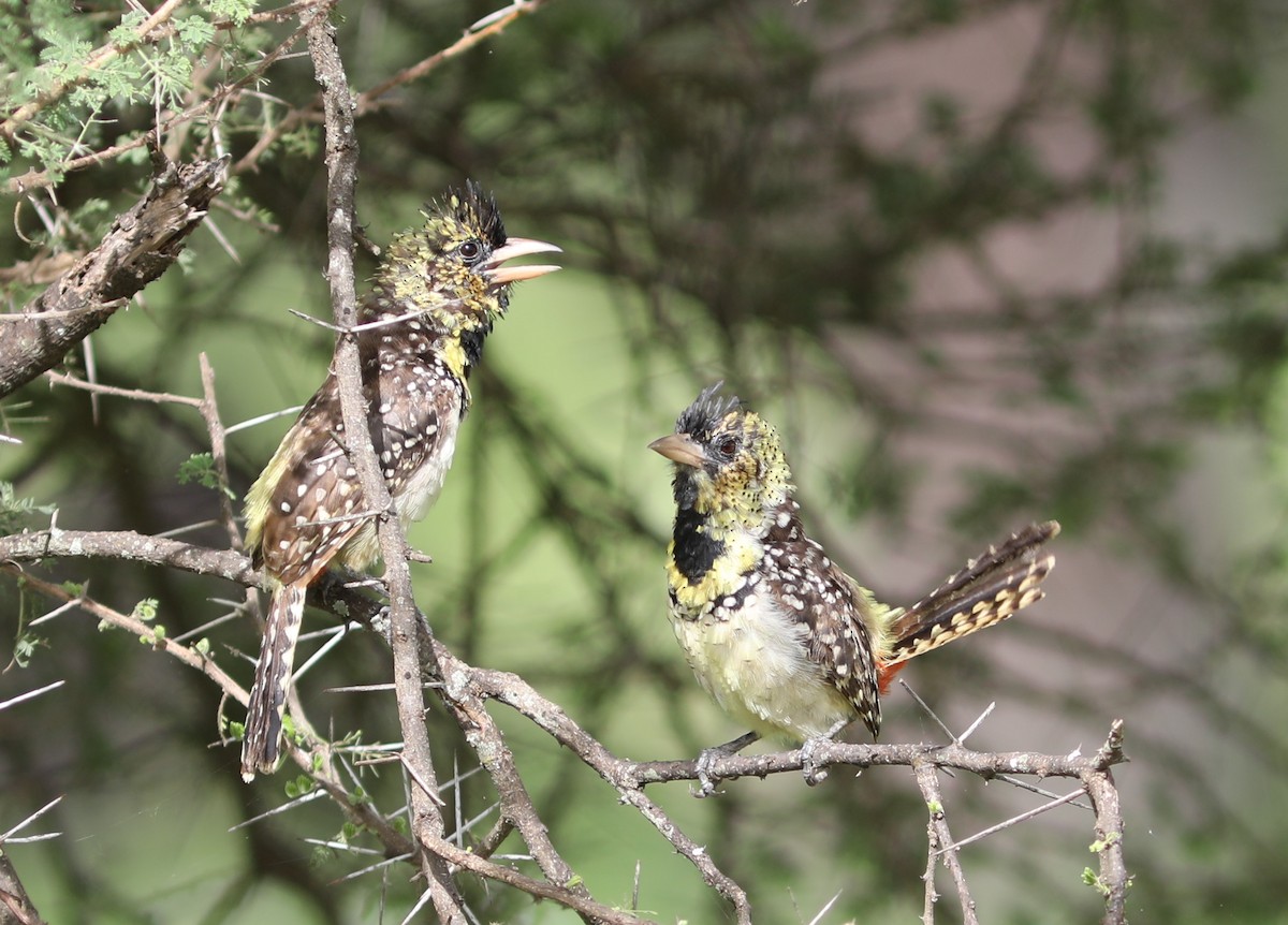 D'Arnaud's Barbet - Rohan van Twest