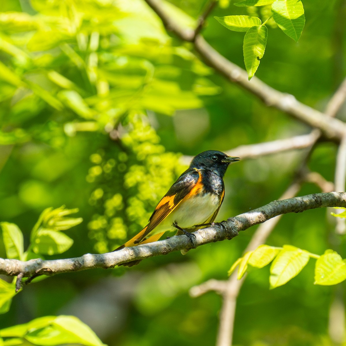 American Redstart - ML618091186