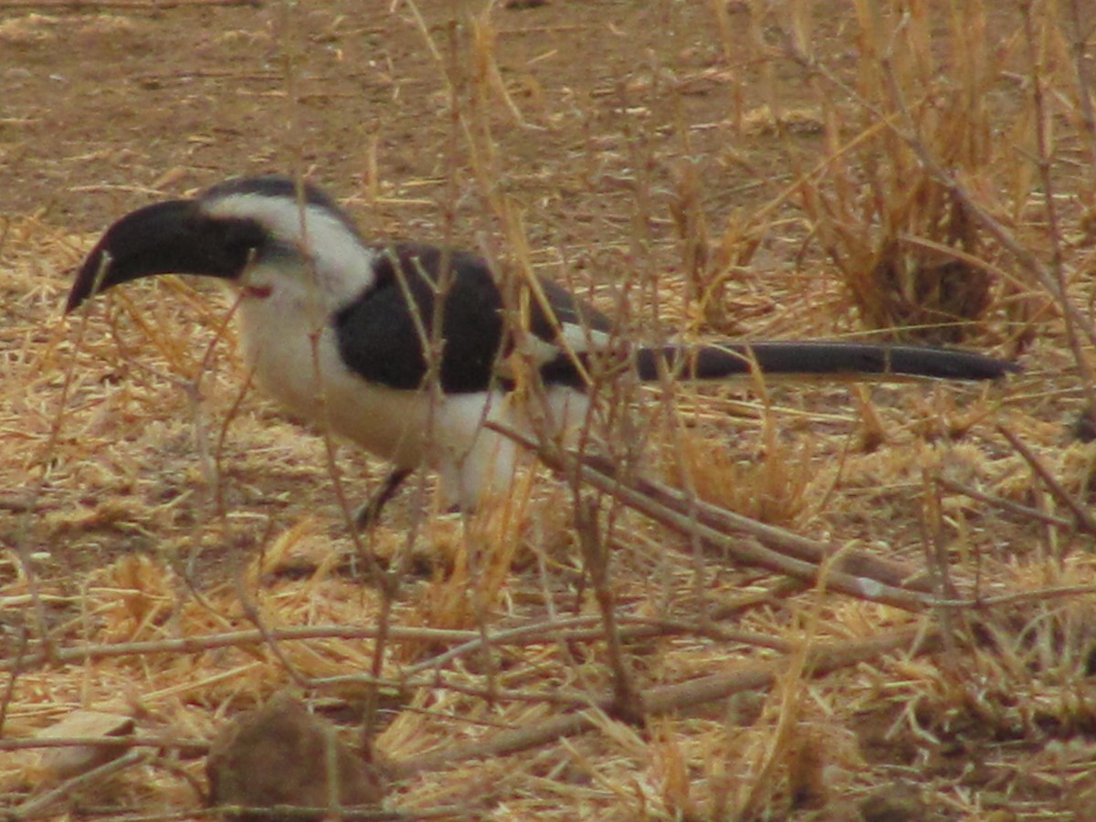 Von der Decken's Hornbill - Marco Costa