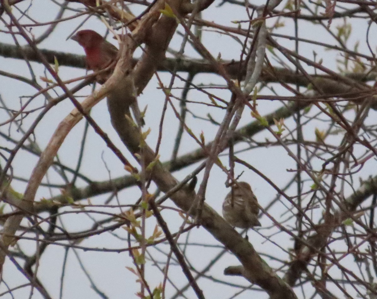 House Finch - Tammy Elizabeth