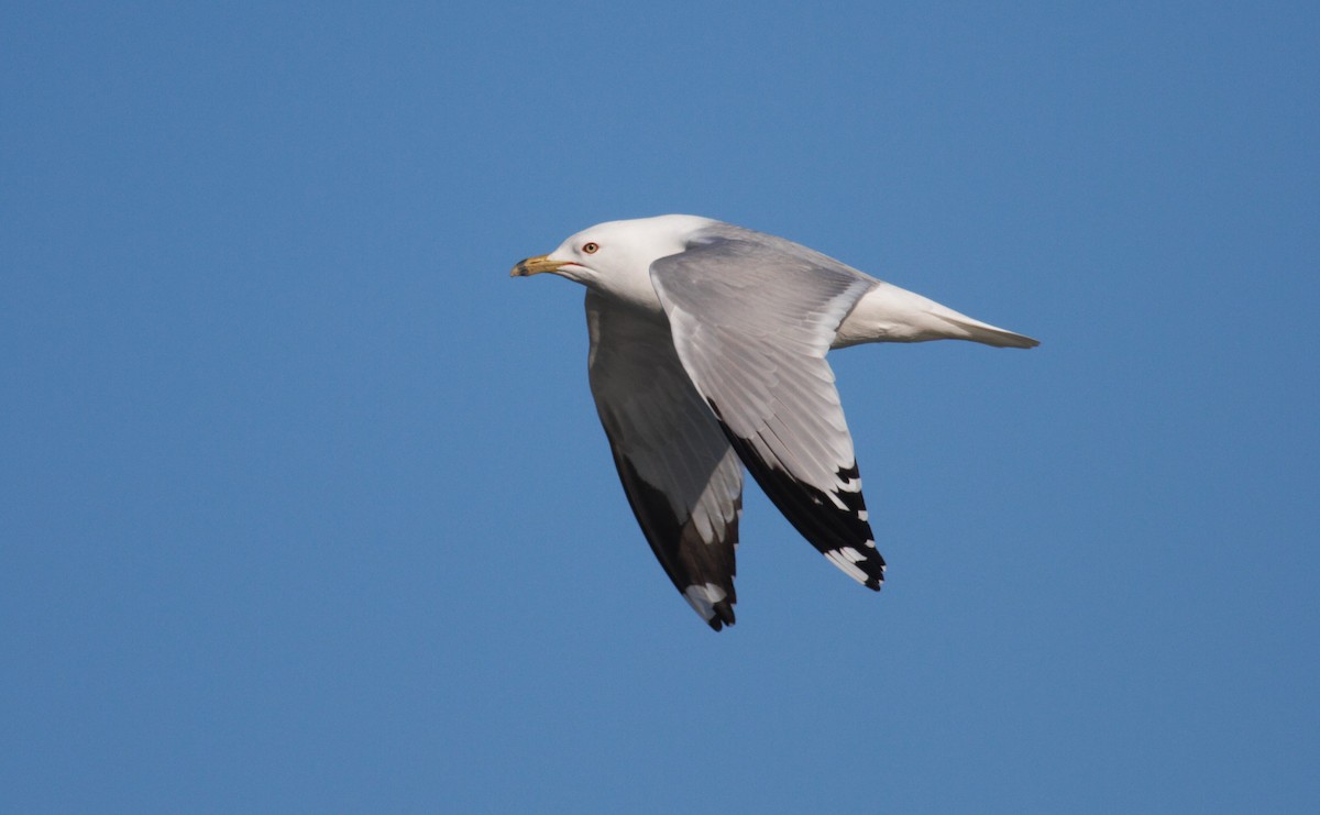 Ring-billed Gull - Thomas Biteau