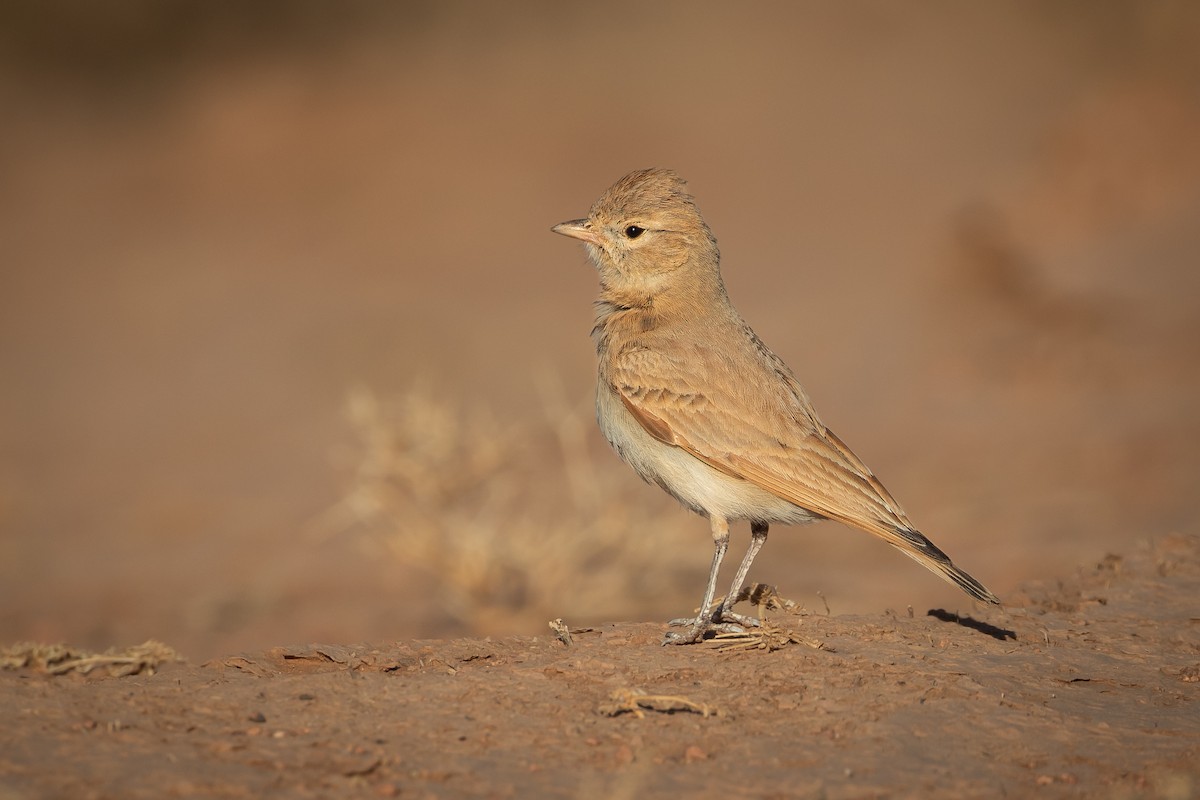 Bar-tailed Lark - Stéphane  Aubert