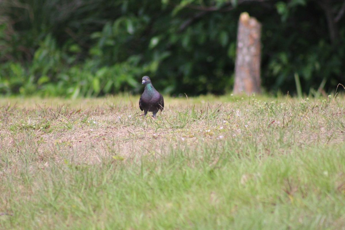 Rock Pigeon (Feral Pigeon) - Lill Maniscalco