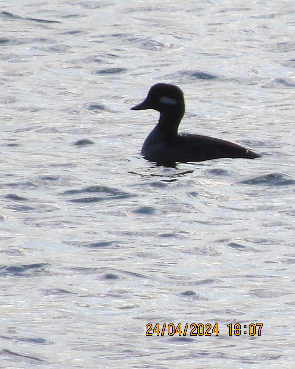 Bufflehead - ML618091244