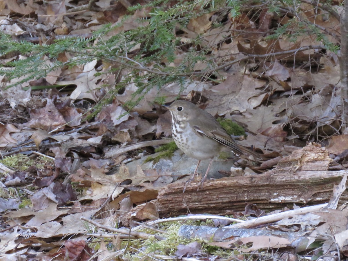 Hermit Thrush - Christopher Reidy