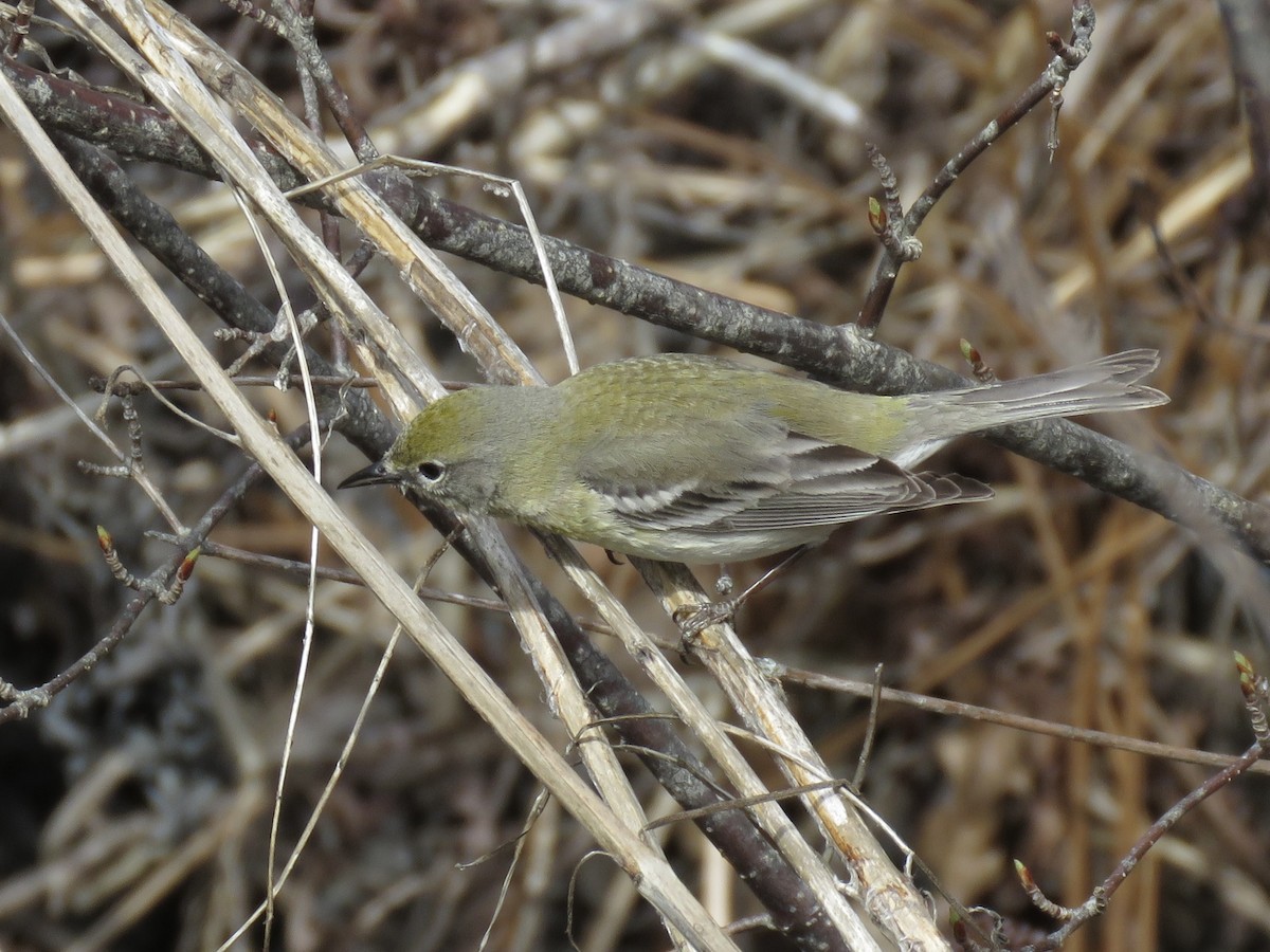 Pine Warbler - Christopher Reidy