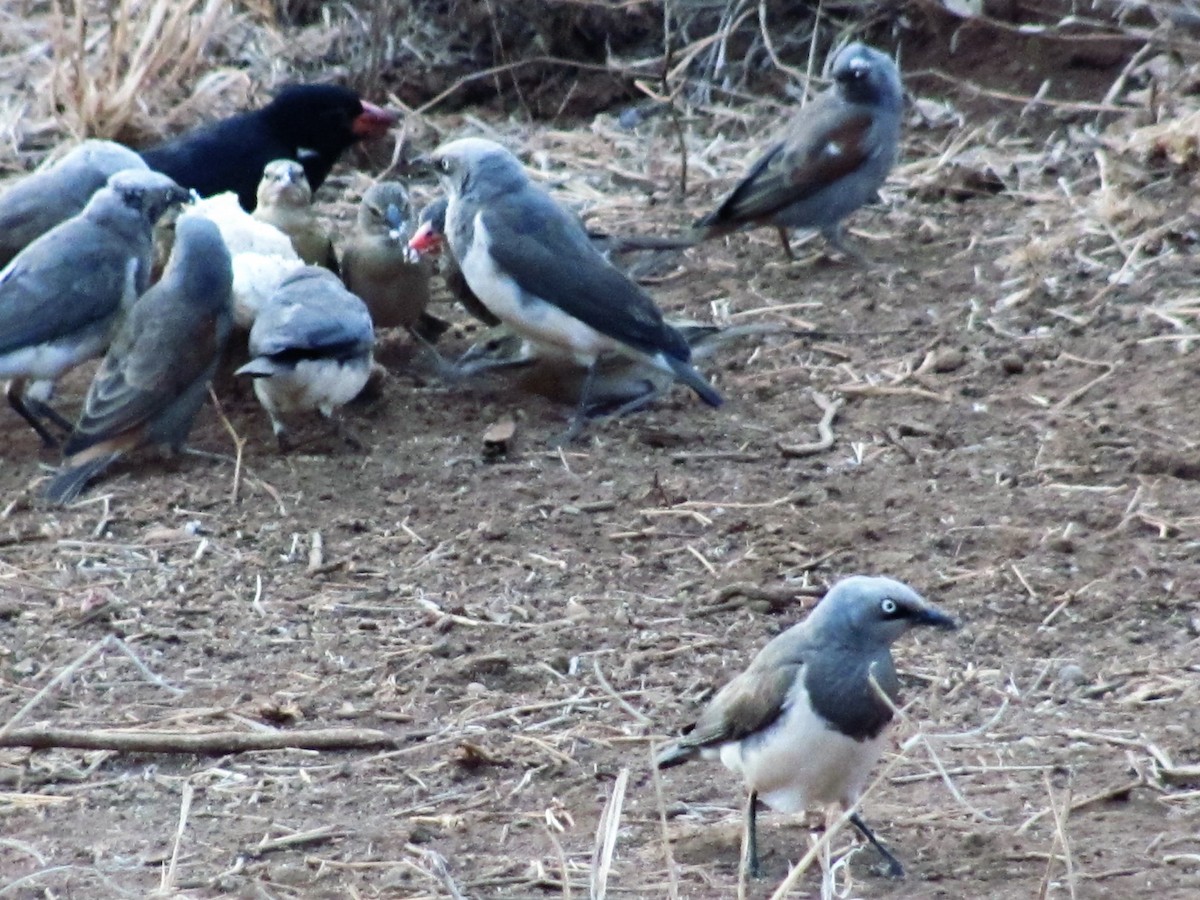 Fischer's Starling - ML618091325