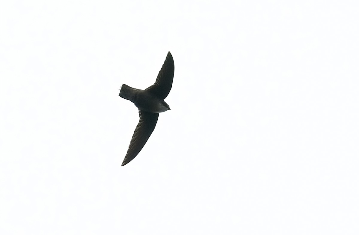 Chimney Swift - Jane Mygatt