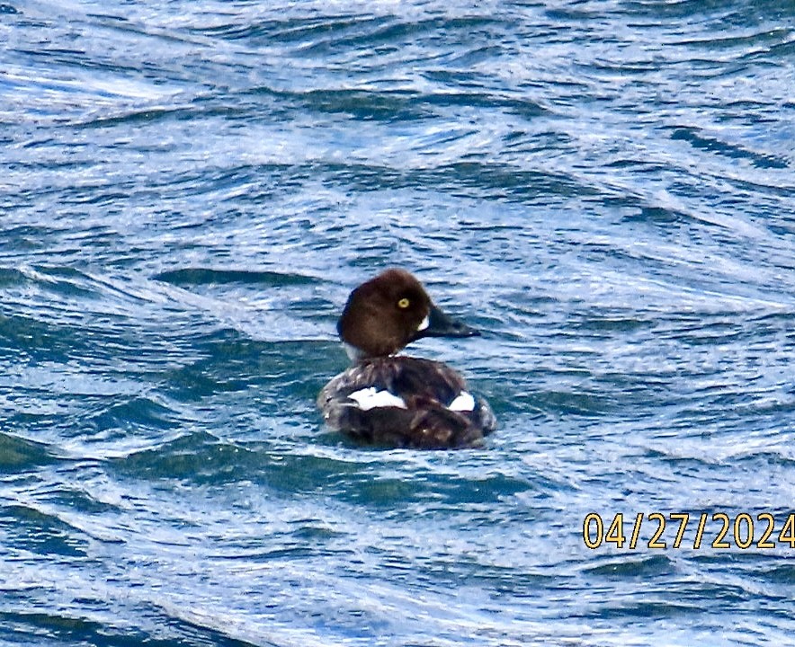 Common Goldeneye - ML618091336