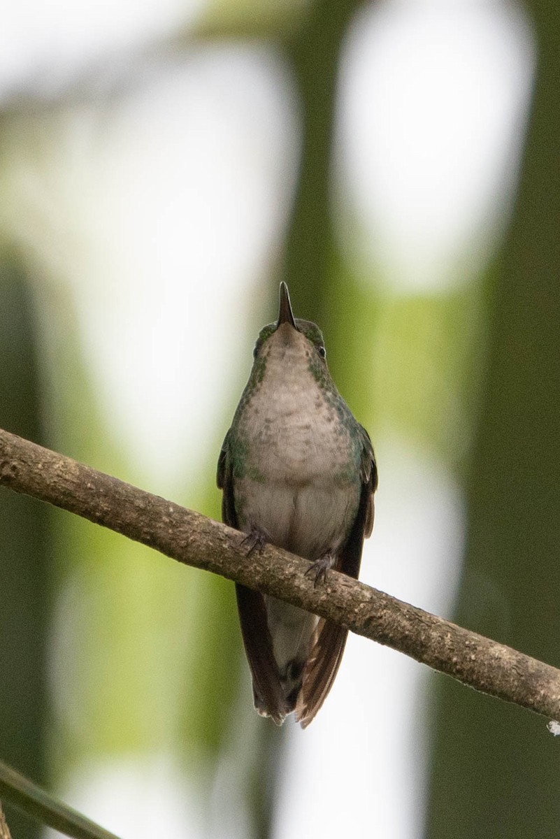 Coppery-headed Emerald - Andrea Heine