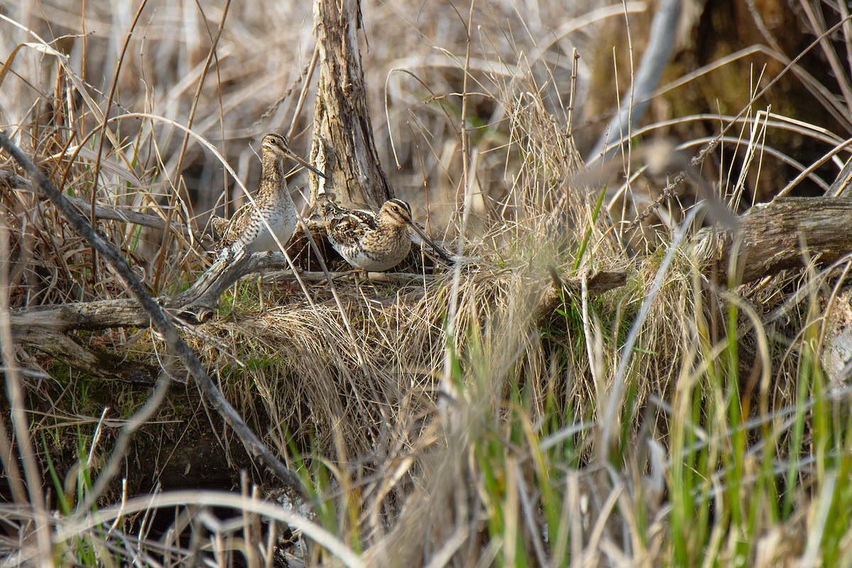 Wilson's Snipe - ML618091347