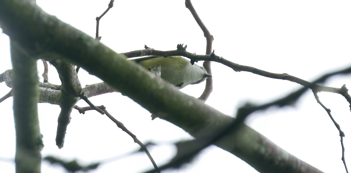 Blue-headed Vireo - Jane Mygatt