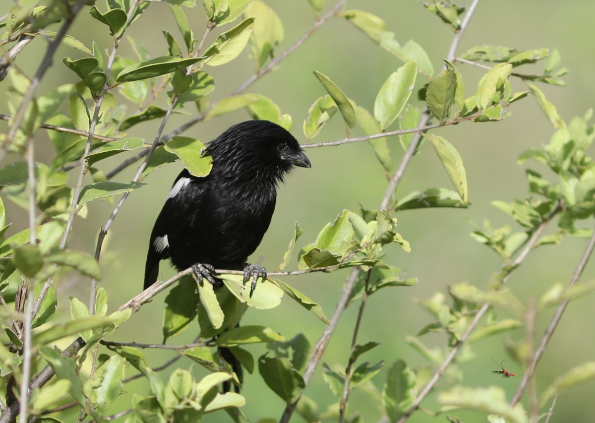 Magpie Shrike - Rohan van Twest