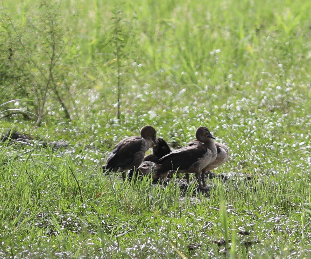 Spur-winged Goose - Rohan van Twest