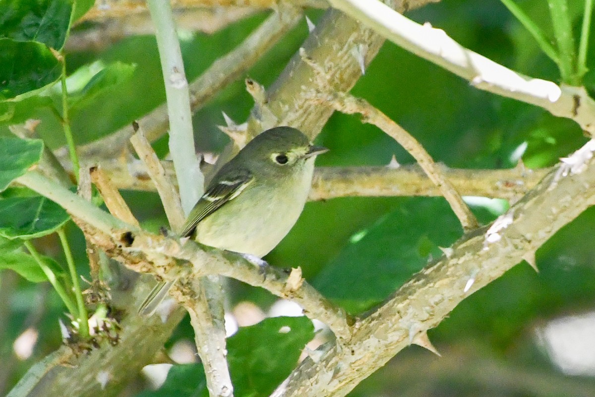 Hutton's Vireo - Mohan Shenoy