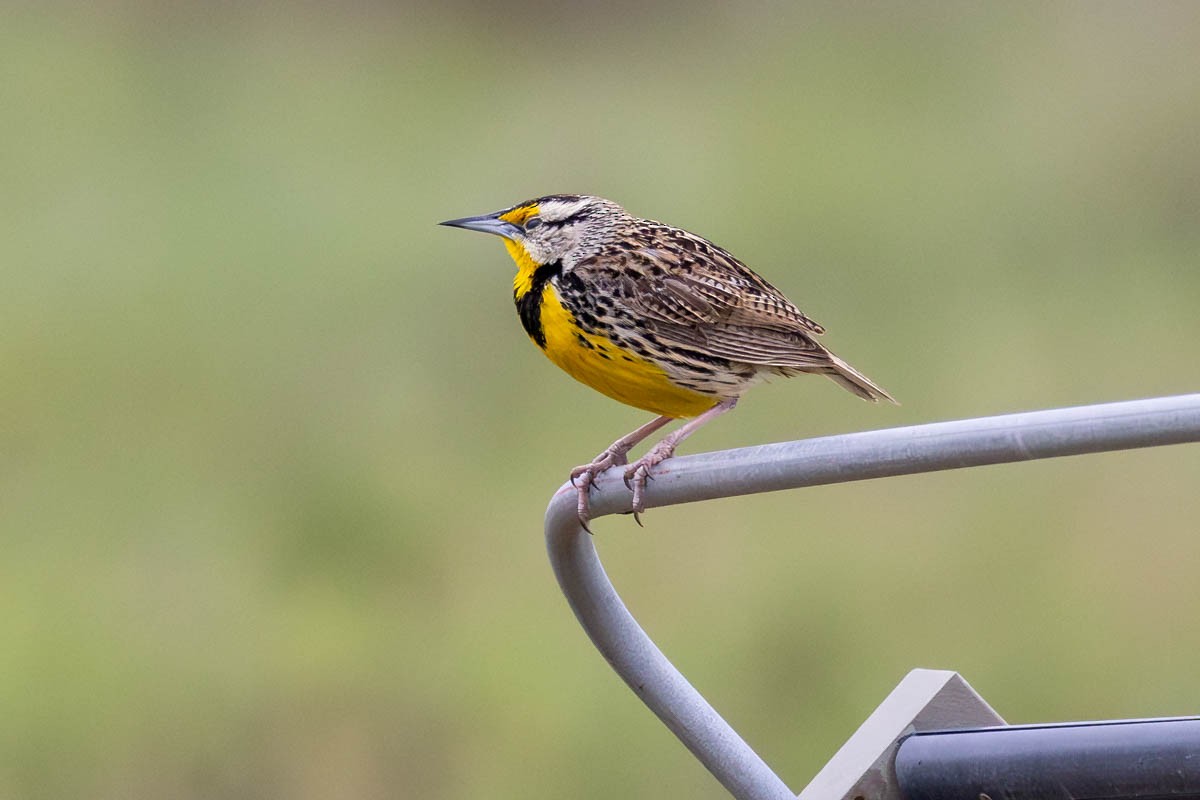 Eastern Meadowlark - Mark  Laussade