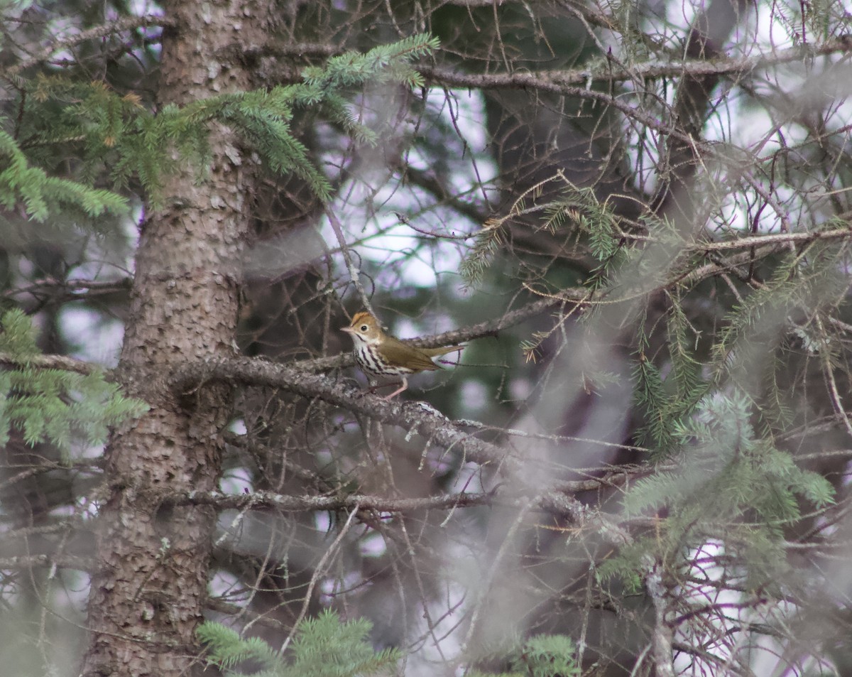 Ovenbird - ML618091461