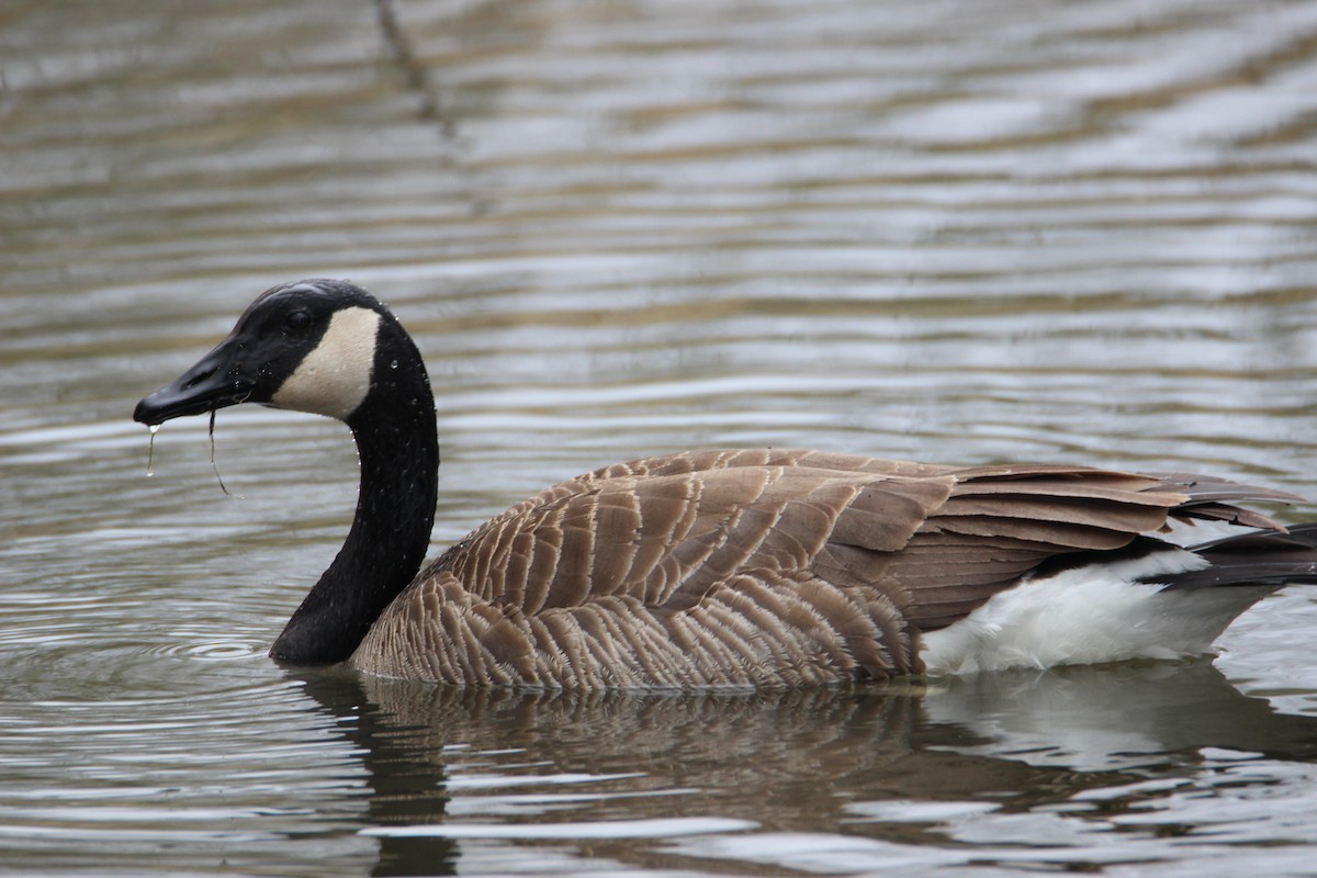 Canada Goose - Jean Hornseth