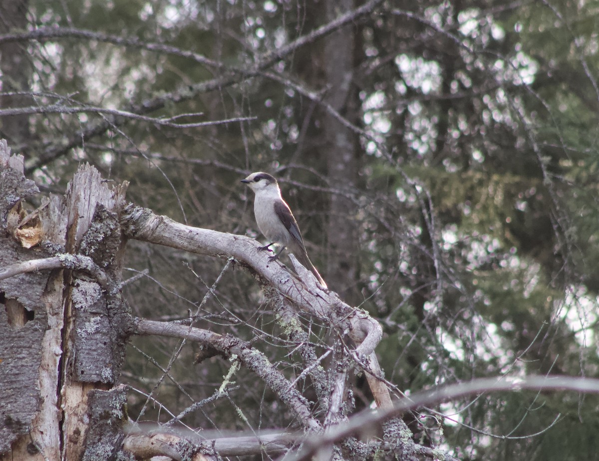 Canada Jay - ML618091497