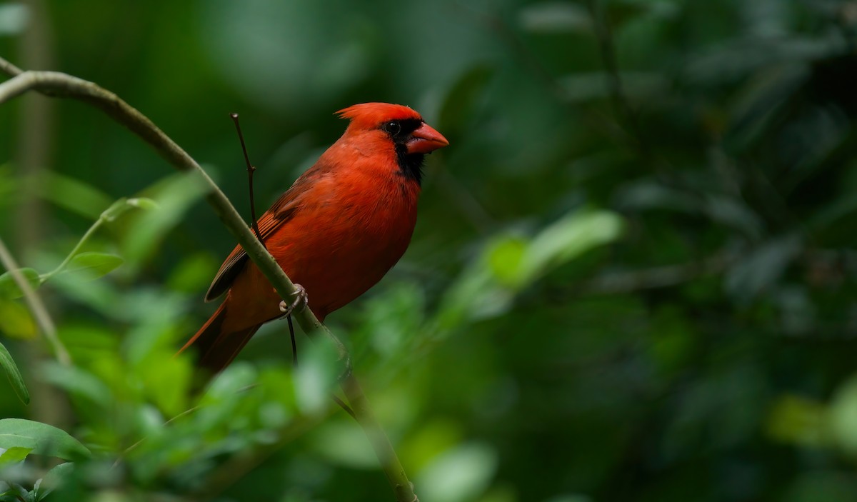 Northern Cardinal - Jane Mygatt