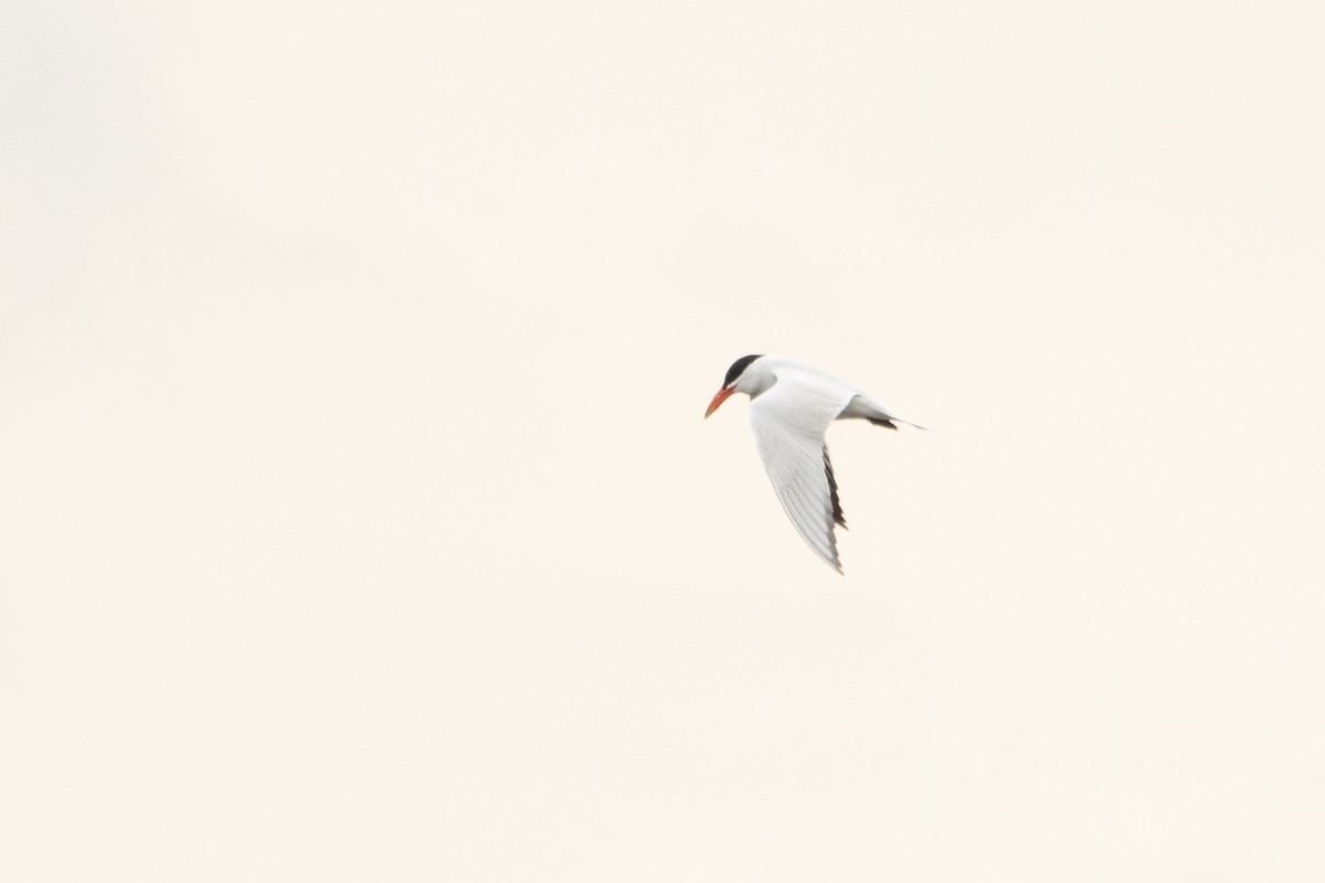 Caspian Tern - Letty Roedolf Groenenboom